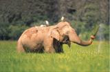 Yala National Park